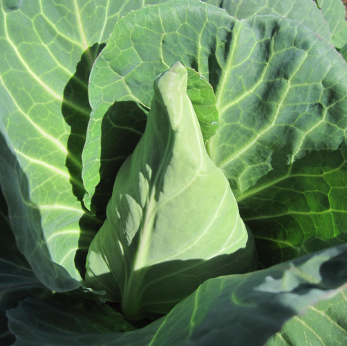 September Delivery image